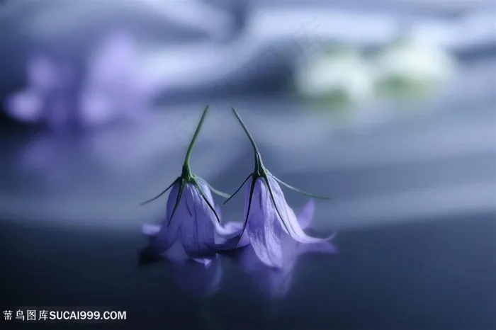 唯美倒立的粉紫鲜花图片