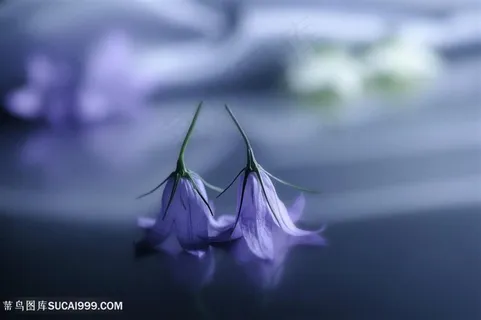 唯美倒立的粉紫鲜花图片 唯美倒立的粉紫鲜花图片