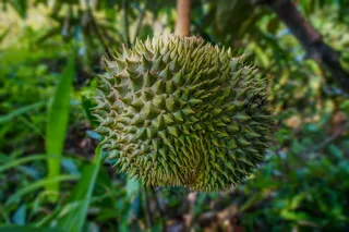 热带榴莲水果图片