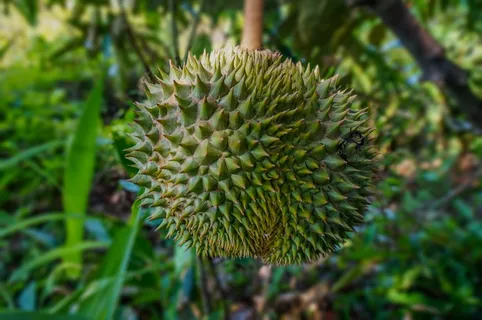 热带榴莲水果图片 热带榴莲水果图片