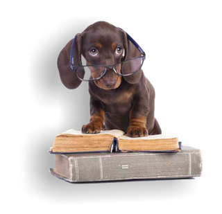 小狗动物大耳朵