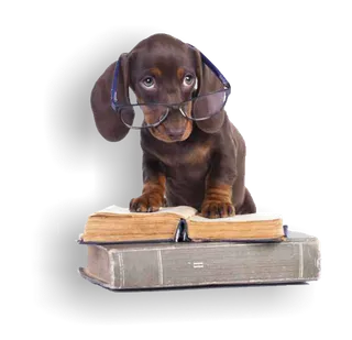 小狗动物大耳朵