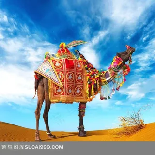 花布沙漠骆驼