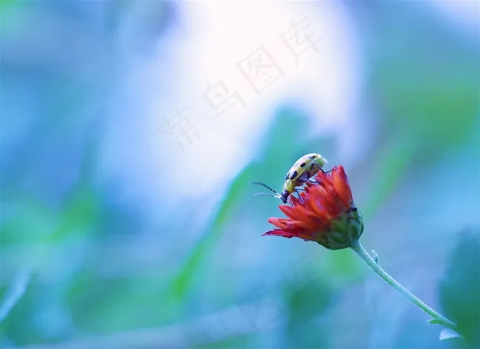 唯美康乃馨昆虫高清图片