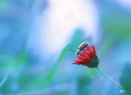 唯美康乃馨昆虫高清图片 唯美康乃馨昆虫高清图片