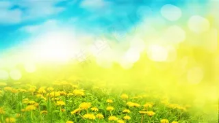 蓝天白云下的黄色花丛虚化