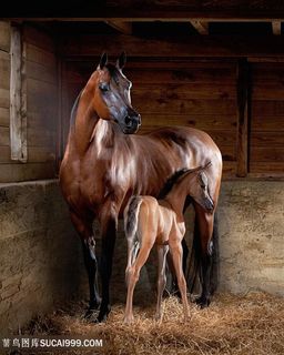 依偎大骏马与小马图片