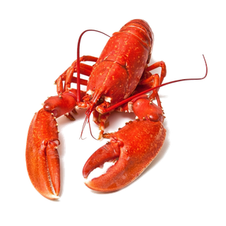 虾类(22)海鲜超市商品红酒白底图免抠实物摄影png格式图片透明底