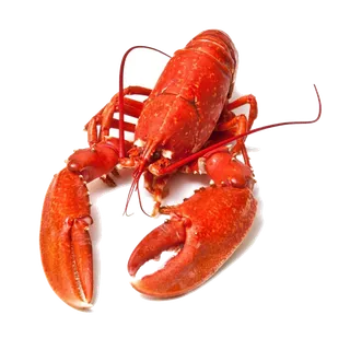 虾类(22)海鲜超市商品红酒白底图免抠实物摄影png格式图片透明底