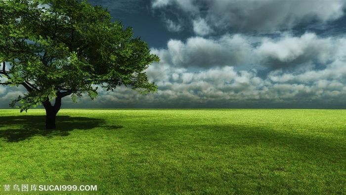 树林风景-乌云下的小树