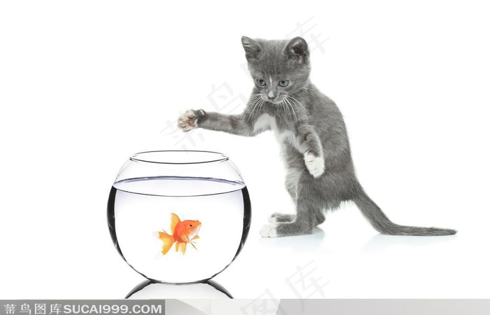站立张开爪子要抓鱼缸里的鱼的小灰猫