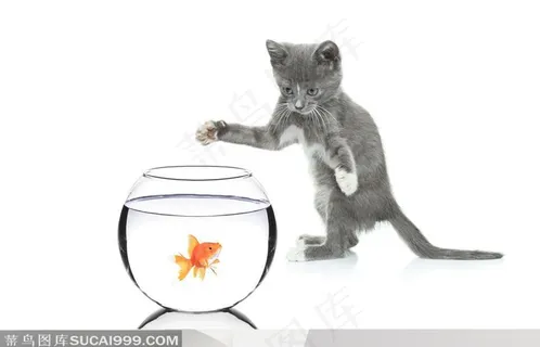 站立张开爪子要抓鱼缸里的鱼的小灰猫 站立张开爪子要抓鱼缸里的鱼的小灰猫