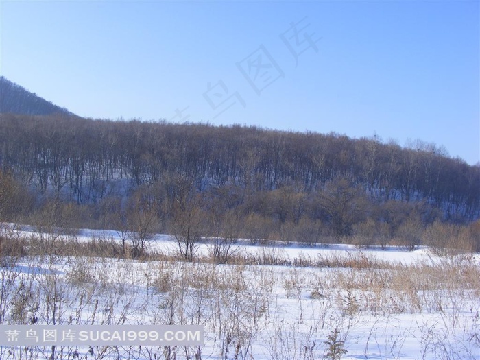 高清蓝天树林雪地平行摄影