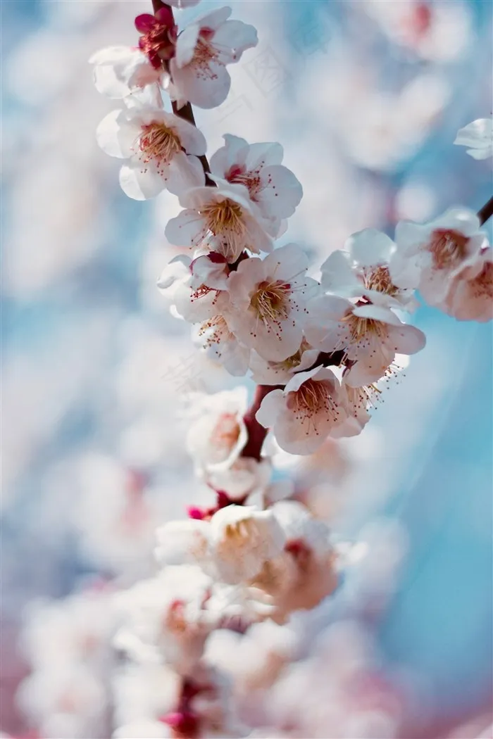 高清晰白色梅花花瓣壁纸