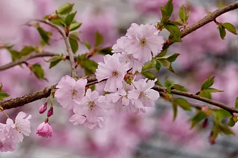 唯美樱花枝高清图片 唯美樱花枝高清图片