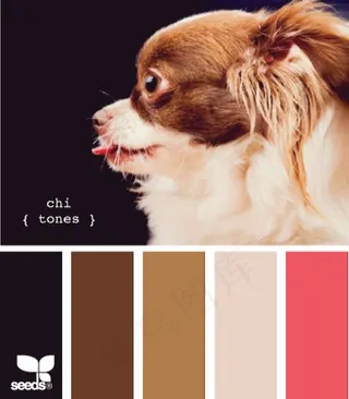 动物配色色卡色彩搭配