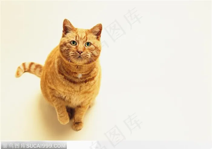 宠物猫（抬头看）