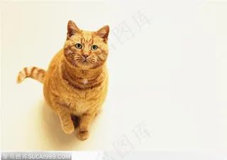 宠物猫（抬头看）