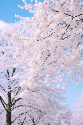 蓝天里盛开的樱花淡粉色摄影图