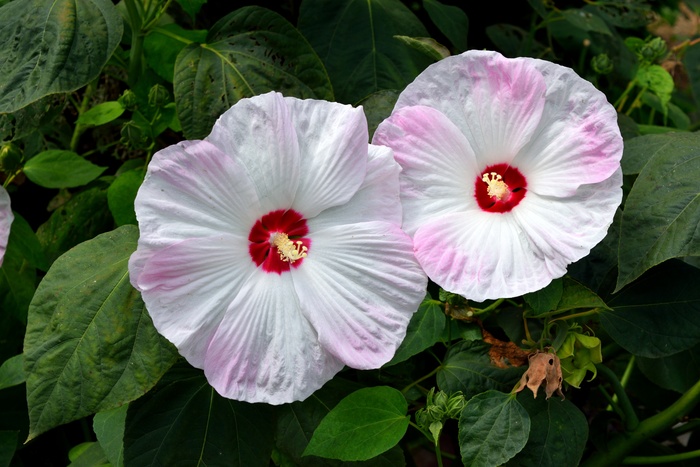 两朵盛开芙蓉花图片