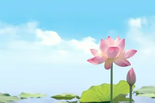 清新阳光荷花荷叶天空白云背景