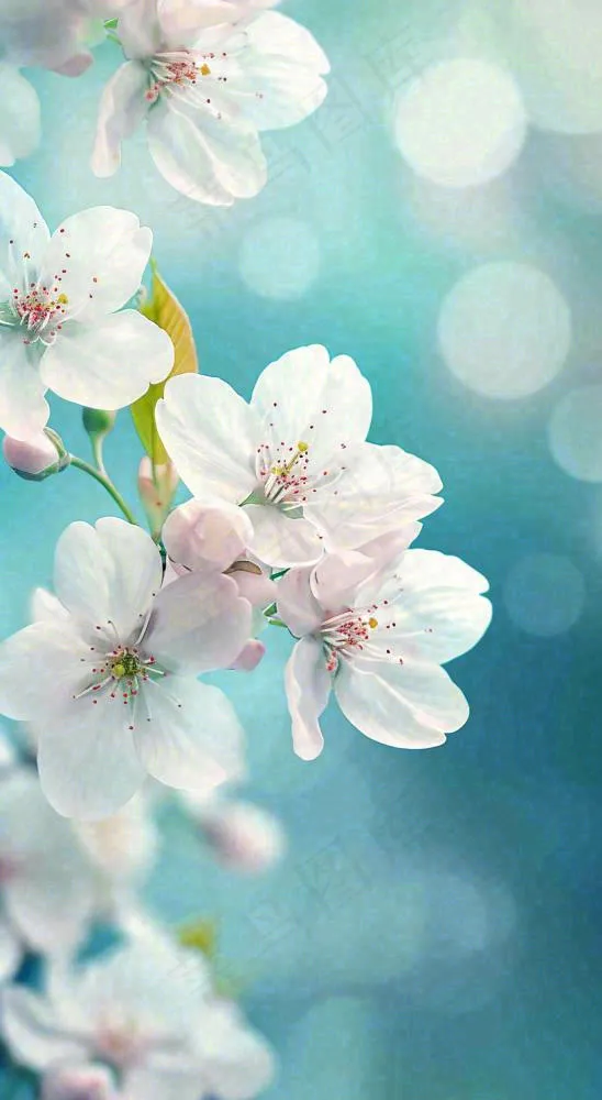 白色樱花花朵鲜花在阳光下，春天立春春分惊蛰摄影图(816x1488)