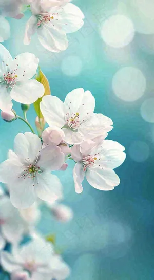 白色樱花花朵鲜花在阳光下，春天立春春分惊蛰摄影图