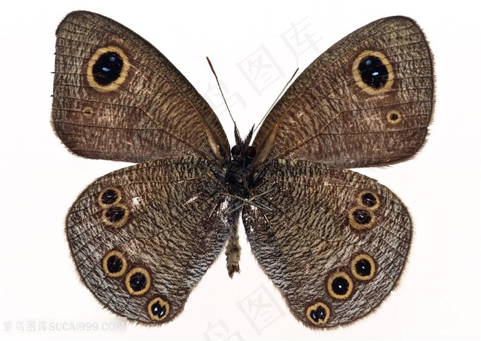 高清灰色蝴蝶标本图片