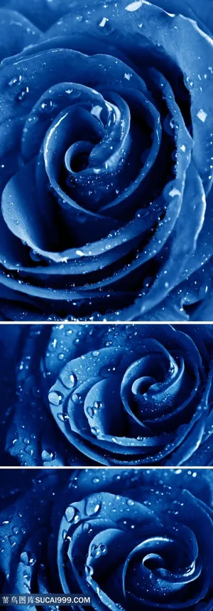 蓝色妖姬摄影素材