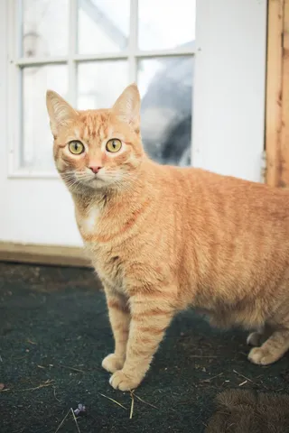 可爱猫咪猫猫摄影素材