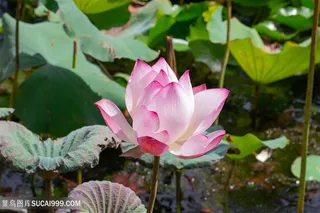 荷花荷塘主题摄影图