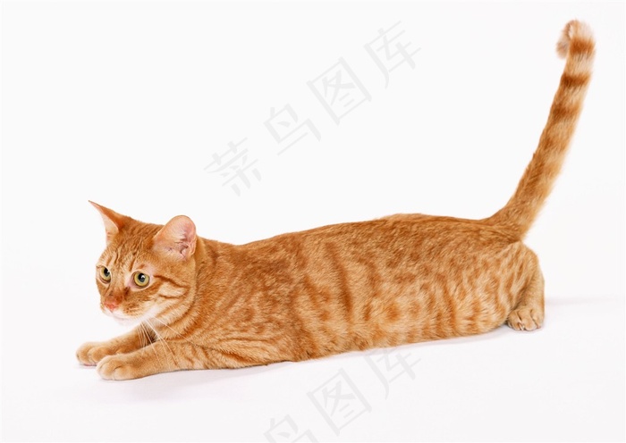 宠物猫家猫jpg素材