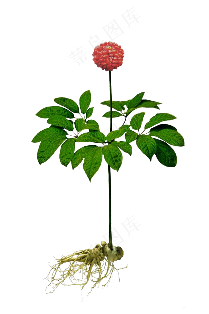 手绘草本中药药材