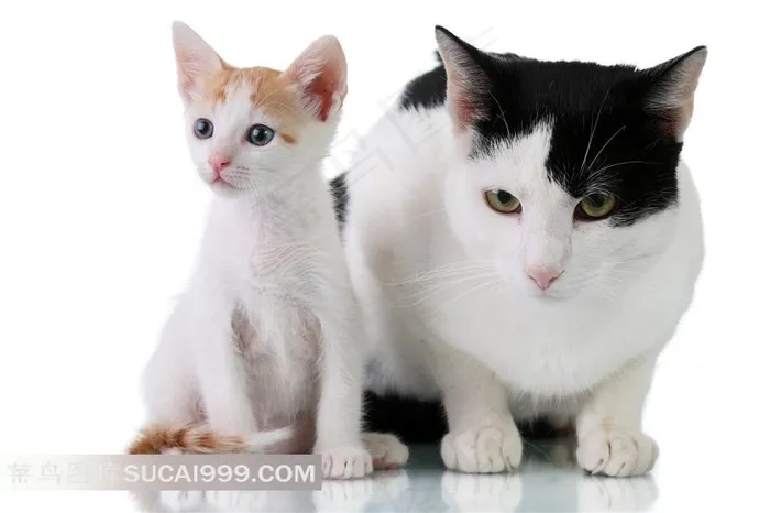 可爱肥猫瘦猫图片