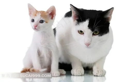 可爱肥猫瘦猫图片