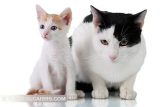 可爱肥猫瘦猫图片