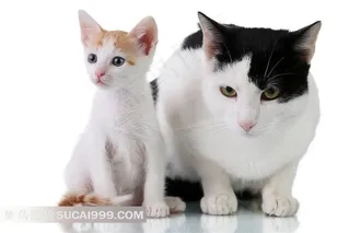 可爱肥猫瘦猫图片