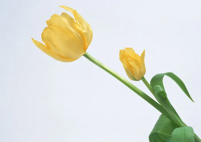 黄花朵绿叶