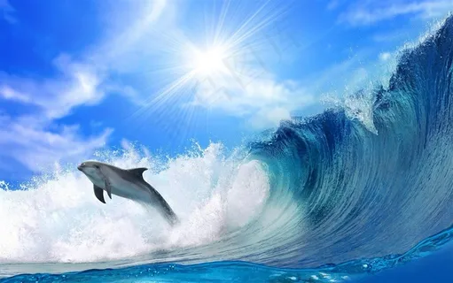 海洋生物海豚图
