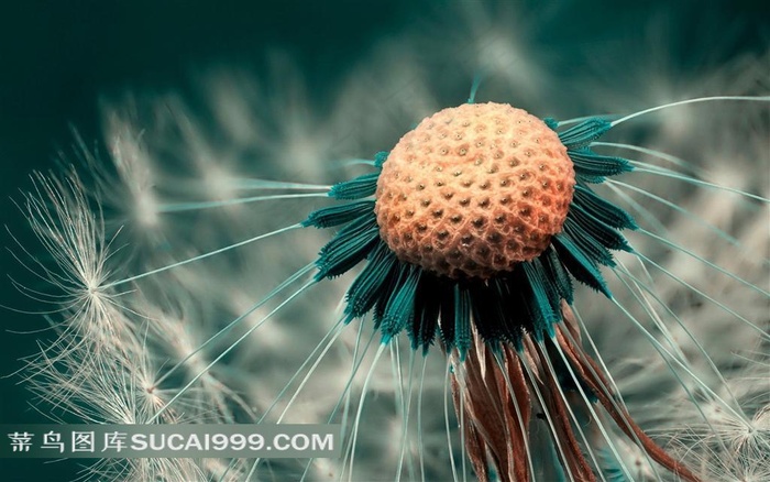梦幻的蒲公英图片