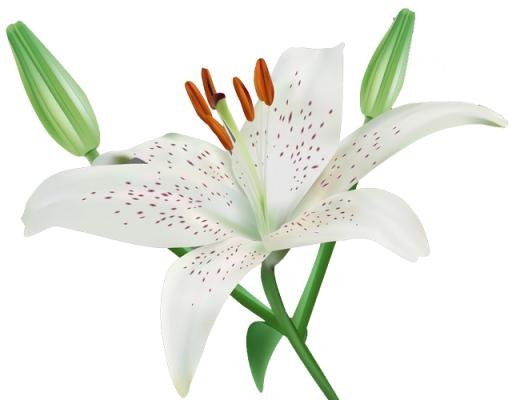 百合花免抠(640x500)