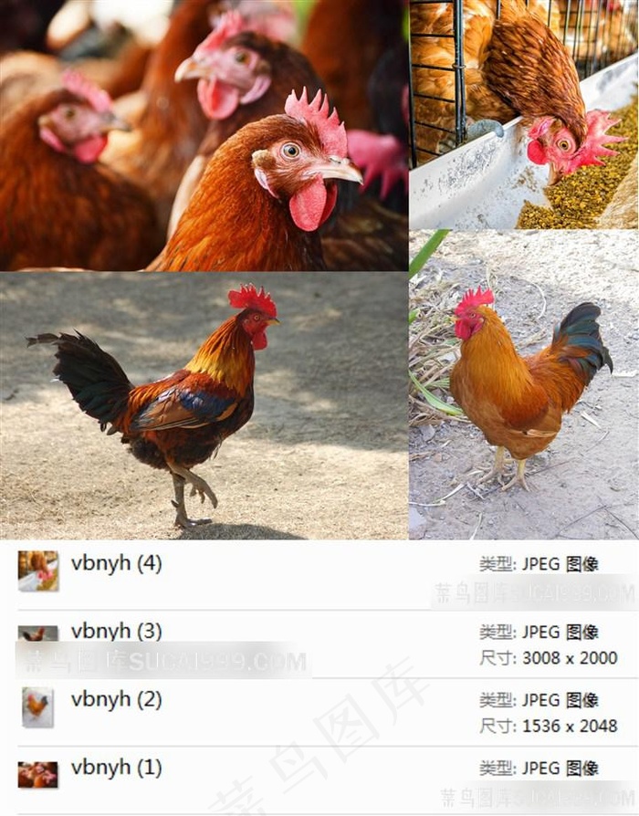 大公鸡摄影素材