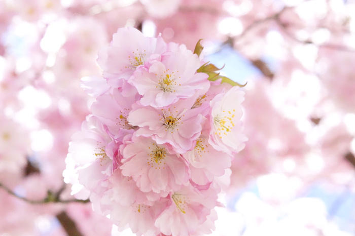 高清粉色樱花