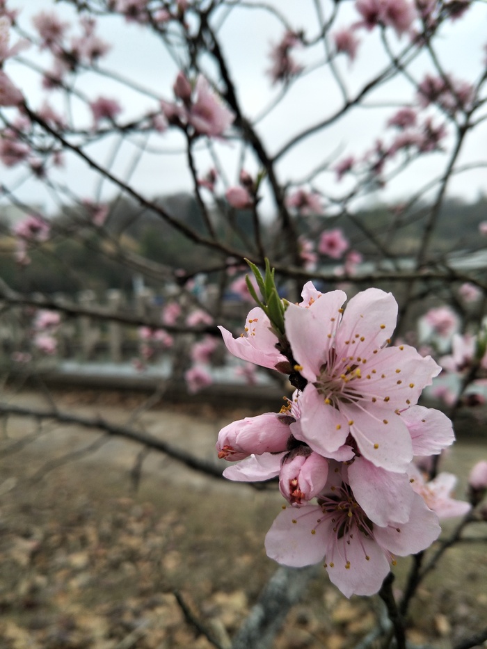 桃花依旧笑春风