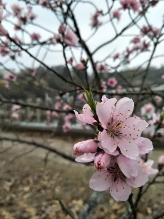 桃花依旧笑春风
