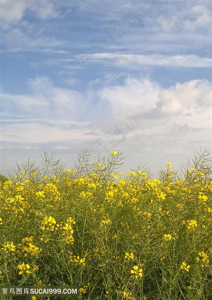 天空蔚蓝油菜花图片