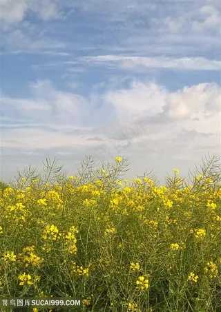 天空蔚蓝油菜花图片