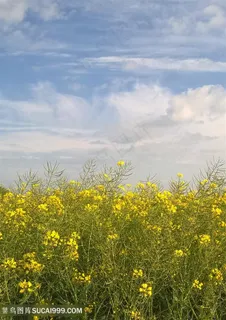 天空蔚蓝油菜花图片 天空蔚蓝油菜花图片