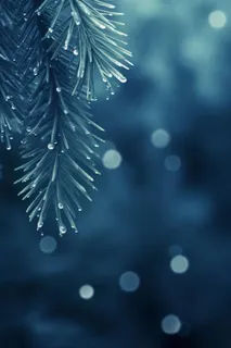 冰雪枝叶蓝色背景