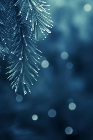 冰雪枝叶蓝色背景